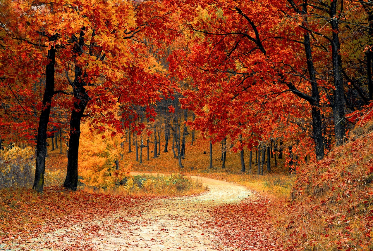 Join us! Hinsdale Fall Fest: