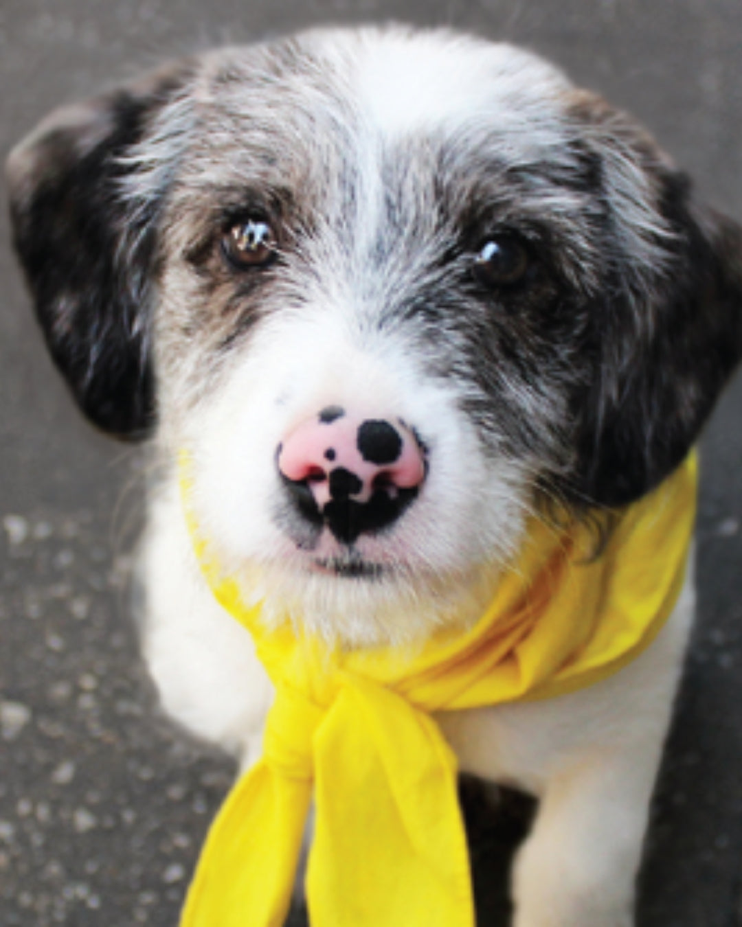 PAWS' Angels with Tails at Razny Jewelers on Oak Street